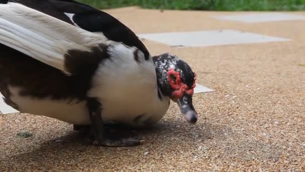 Primer Plano Lindo Pato Comiendo Cereales Parque Durante Día — Vídeo de stock