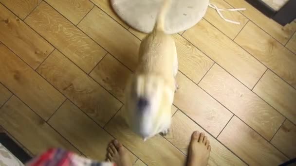Joven Perro Bonito Saltando Sobre Dueño Femenino Quiere Jugar — Vídeo de stock