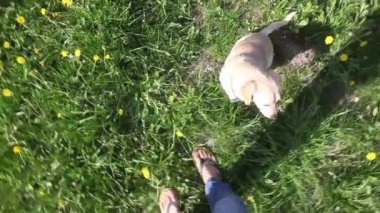 Genç güzel köpek istiyorum yaz Park erkek sahibi ile oynamak 