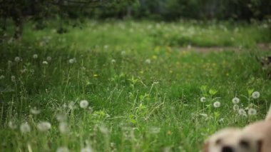 Genç güzel köpek topu yaz Park ile oynamak istiyorum 