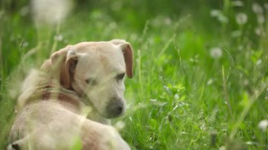 Genç güzel köpek topu yaz Park ile oynamak istiyorum 