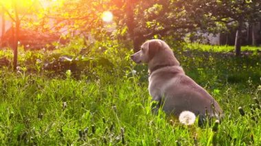 Genç güzel köpek topu yaz Park ile oynamak istiyorum 