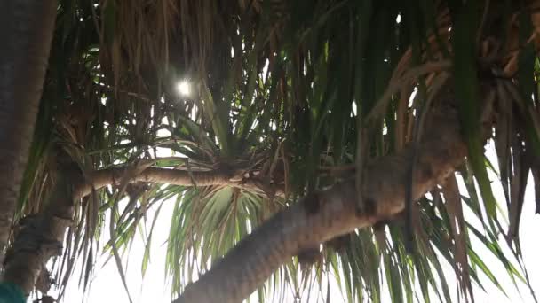 Closeup View Green Palms Beach Daytime — Stock Video