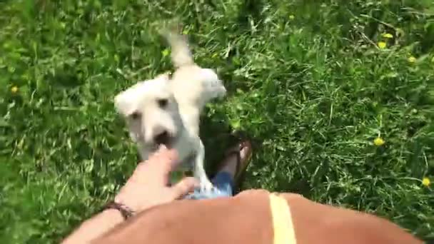 Joven Perro Bonito Quiere Jugar Con Dueño Masculino Parque Verano — Vídeos de Stock