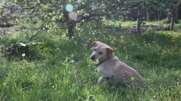 若いかわいい犬が夏の公園でボール遊びをしたいです — ストック動画