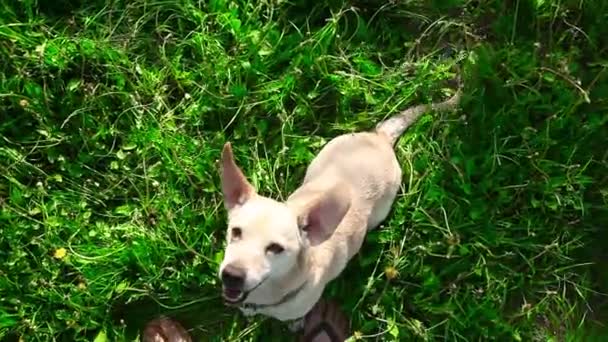 Молодая Симпатичная Собака Хочет Поиграть Своим Хозяином Мужчиной Летнем Парке — стоковое видео