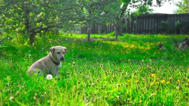 Giovane Bel Cane Vuole Giocare Con Palla Nel Parco Estivo — Video Stock