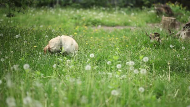 Νέοι Όμορφο Σκυλί Θέλει Παιχνίδι Μπάλα Στο Πάρκο Καλοκαίρι — Αρχείο Βίντεο