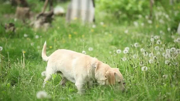 若いかわいい犬が夏の公園でボール遊びをしたいです — ストック動画