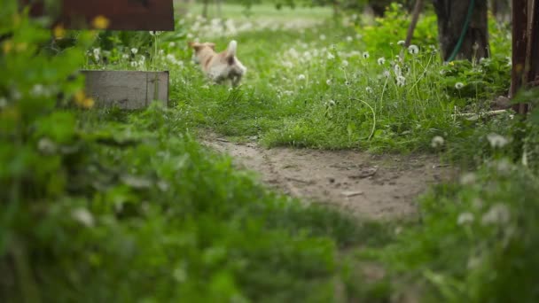 Jonge Mooie Hond Wil Spelen Met Bal Zomer Park — Stockvideo