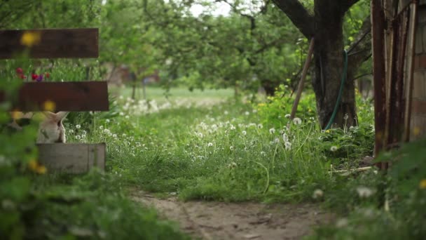 Jonge Mooie Hond Wil Spelen Met Bal Zomer Park — Stockvideo