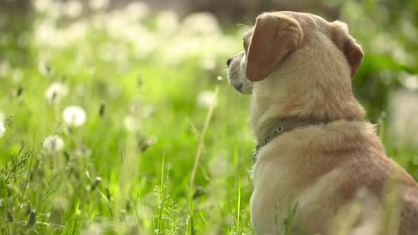 Jeune joli chien veulent jouer avec la balle dans le parc d'été  