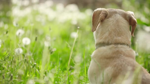 Ung Vacker Hund Vill Leka Med Bollen Sommaren Park — Stockvideo