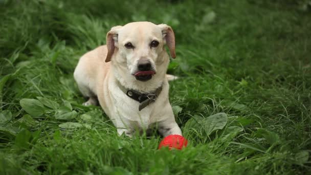 年轻漂亮的狗想玩球在夏季公园 — 图库视频影像