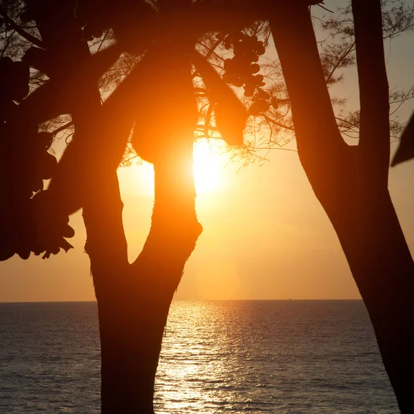 Palmiye ağaçları, bulutlar ve deniz manzarası ile güzel gün batımı 