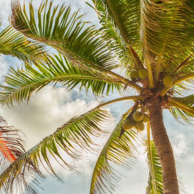 Bir güzel bulutlar arka plan gündüz, palmiye ağaçlarının