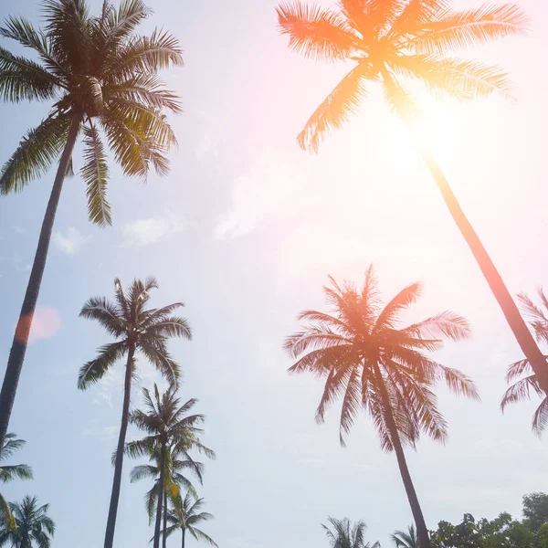 Bir Güzel Bulutlar Arka Plan Gündüz Palmiye Ağaçlarının — Stok fotoğraf