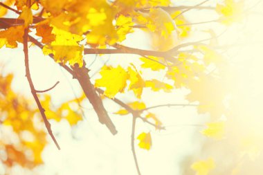 Sarı yapraklar yakından ile sonbahar arka plan 