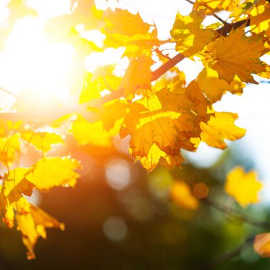 Sarı yapraklar yakından ile sonbahar arka plan 