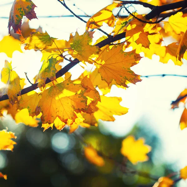 Herbst Hintergrund Mit Einer Nahaufnahme Gelben Blättern — Stockfoto