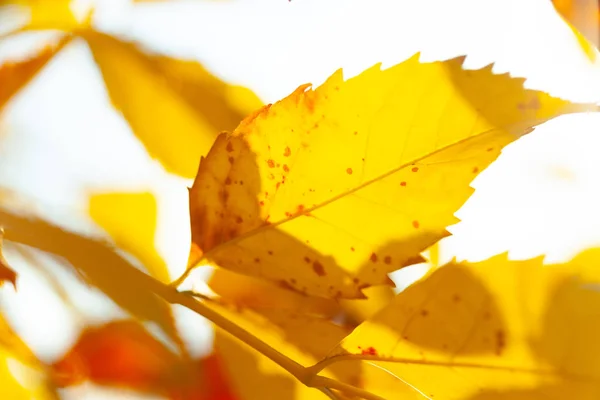 Herfst Achtergrond Met Een Close Van Gele Bladeren — Stockfoto