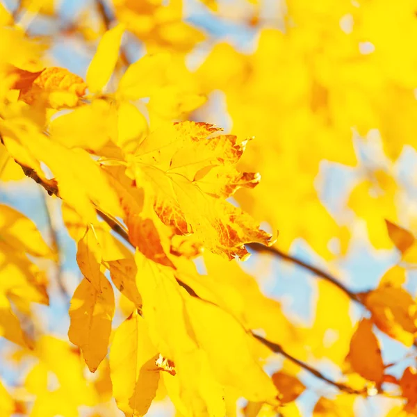 Herfst Achtergrond Met Een Close Van Gele Bladeren — Stockfoto