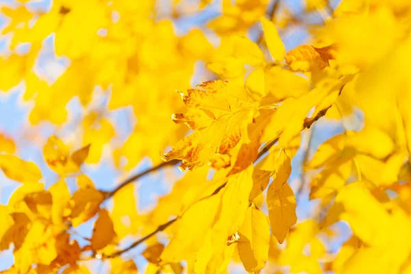 Herfst Achtergrond Met Een Close Van Gele Bladeren — Stockfoto