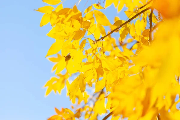 Herfst Achtergrond Met Een Close Van Gele Bladeren — Stockfoto