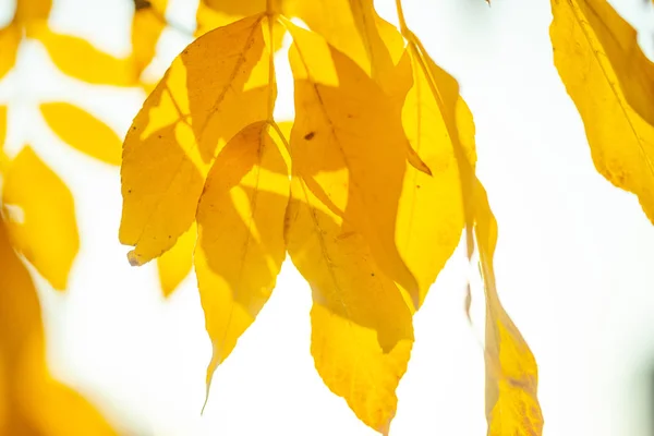 Fondo Autunnale Con Primo Piano Foglie Gialle — Foto Stock