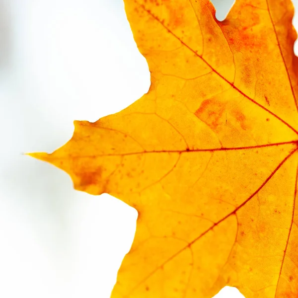 Herbst Hintergrund Mit Einer Nahaufnahme Gelben Blättern — Stockfoto