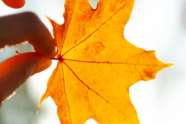 Autumn Background Close Yellow Leaves — Stock Photo, Image
