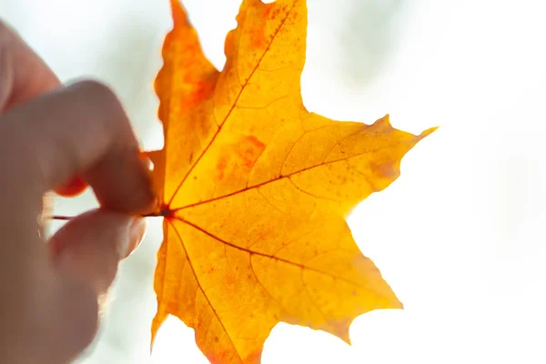 Herbst Hintergrund Mit Einer Nahaufnahme Gelben Blättern — Stockfoto