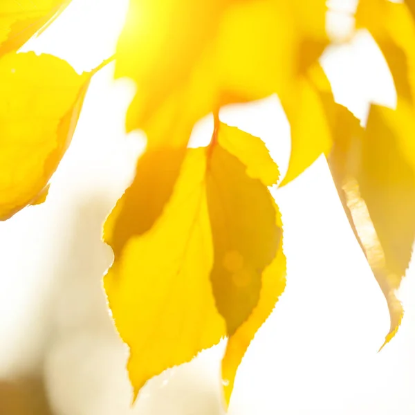 Herbst Verschwimmen Hintergrund Mit Einer Nahaufnahme Gelben Blättern — Stockfoto