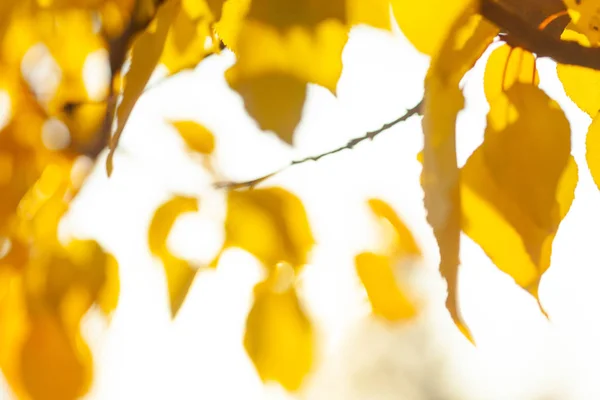 Herfst Vervagen Achtergrond Met Een Close Van Gele Bladeren — Stockfoto