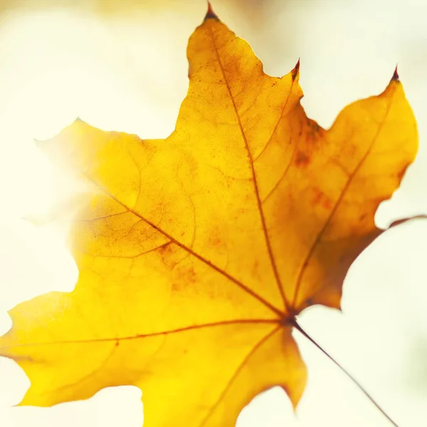 Herbst Hintergrund Mit Einer Nahaufnahme Gelben Blättern — Stockfoto