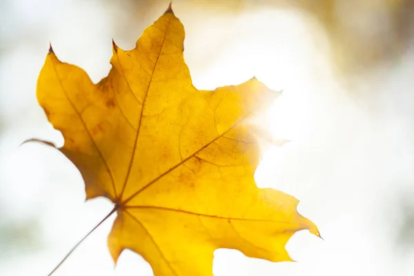 Herbst Hintergrund Mit Einer Nahaufnahme Gelben Blättern — Stockfoto