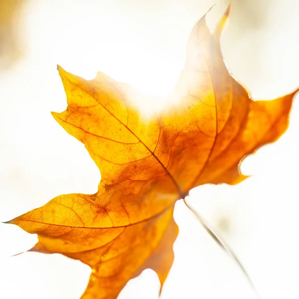 Herbst Hintergrund Mit Einer Nahaufnahme Gelben Blättern — Stockfoto