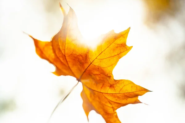 Herbst Hintergrund Mit Einer Nahaufnahme Gelben Blättern — Stockfoto