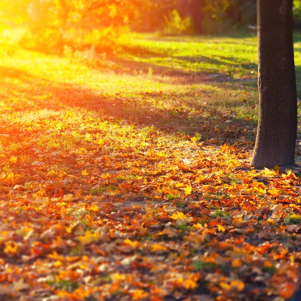 Herfst Achtergrond Met Een Close Van Gele Bladeren — Stockfoto