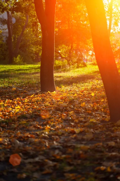 Fondo Autunnale Con Primo Piano Foglie Gialle — Foto Stock