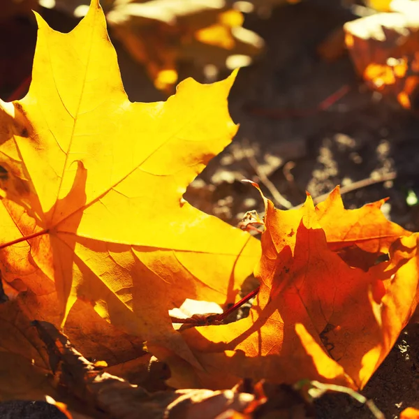 Herbst Hintergrund Mit Einer Nahaufnahme Gelben Blättern — Stockfoto