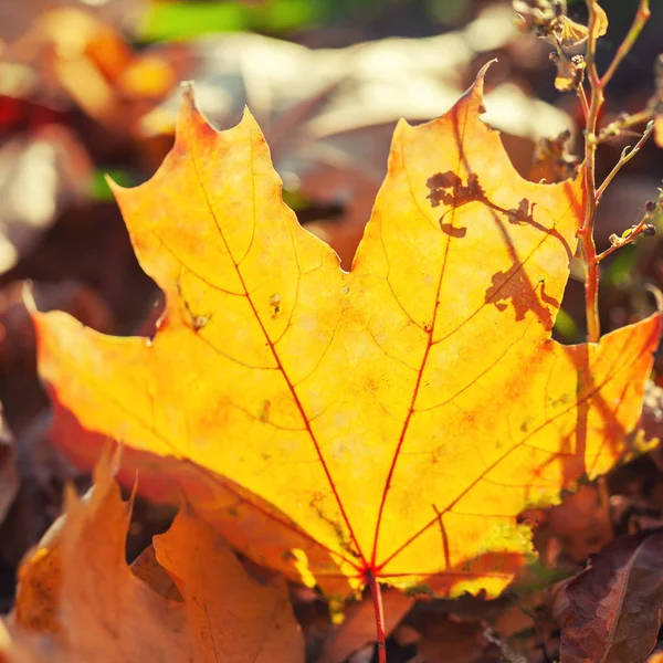 Autumn Background Close Yellow Leaves — Stock Photo, Image