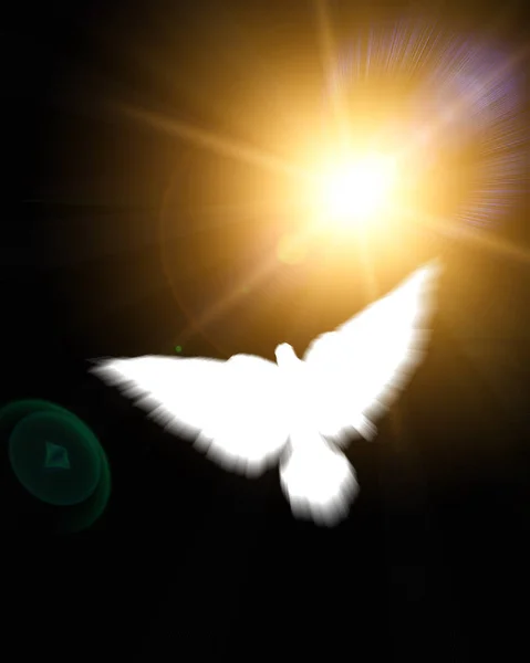 グローの背景に白い鳩の神聖な記号 — ストック写真