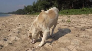 evsiz köpek beach Phuket üzerinde Tayland yürür