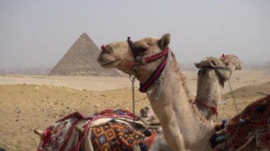 Mısır Kahire - Giza. Piramitler genel görünümü açık bir deve ile
