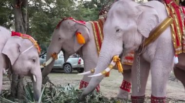Ayutthaya, Tayland - 12 Aralık 2018: elephan il Ayutthaya Tayland Bangkok yakınındaki at besleme Thourists