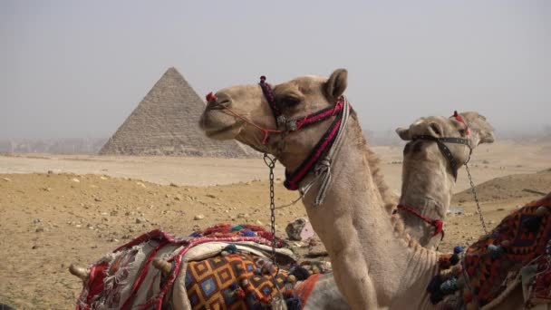 Egipto Cairo Giza Vista General Las Pirámides Con Camello Frente — Vídeo de stock