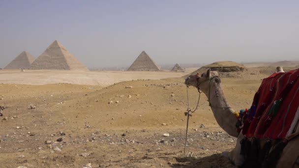 エジプト カイロ フロントのラクダとピラミッドの一般的なビュー — ストック動画