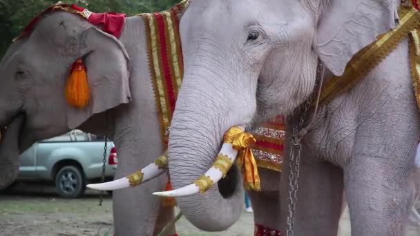 Ayutthaya Thailand Dec 2018 Thourists Voederen Elephan Provincie Ayutthaya Thailand — Stockvideo