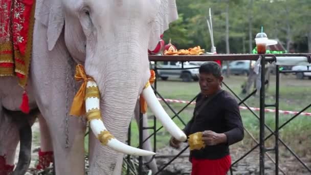 Аюттхая Таиланд Дек 2018 Thourists Feeding Elephan Province Ayutthaya Thailand — стоковое видео
